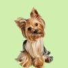 flat750x075f pad750x750f8f8f8 7 - Yorkshire Terrier Gifts